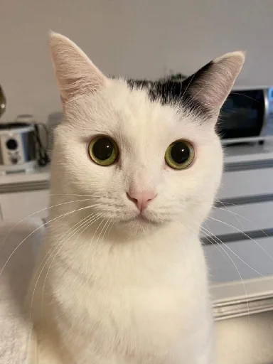 😺 Стикер «bentley» для Telegram
