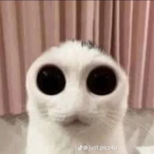😺 Стикер «bentley» для Telegram