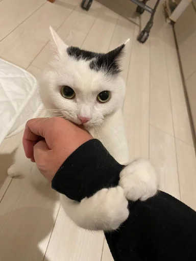 😺 Стикер «bentley» для Telegram