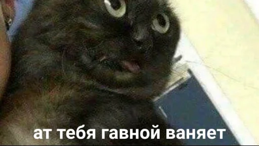 😡 Стикер «BermanMafia» для Telegram