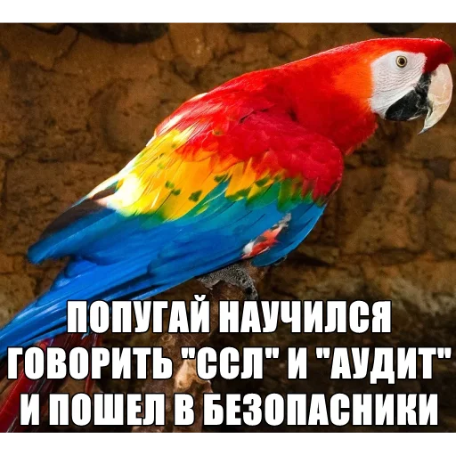 🦜 Стикер «Экосистема» для Telegram