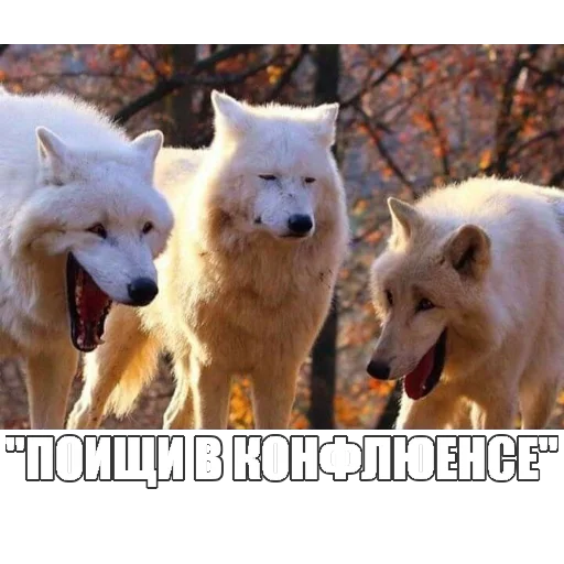 😆 Стикер «Экосистема» для Telegram