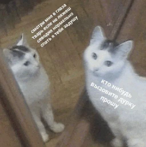 😵‍💫 Стикер «Funny Cats» для Telegram
