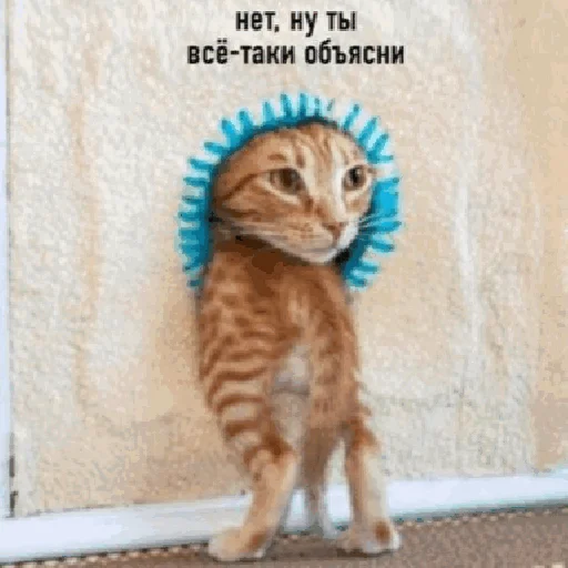 🤔 Стикер «Funny Cats» для Telegram