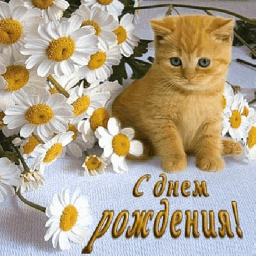 🥳 Стикер «Funny Cats» для Telegram