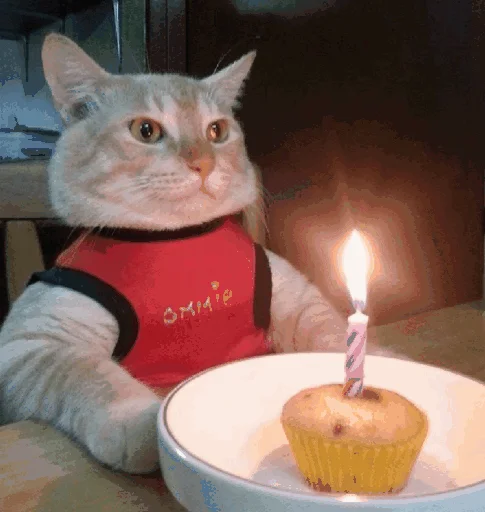 🎂 Стикер «Funny Cats» для Telegram