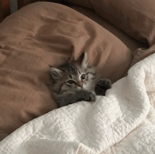 🌛 Стикер «Funny Cats» для Telegram