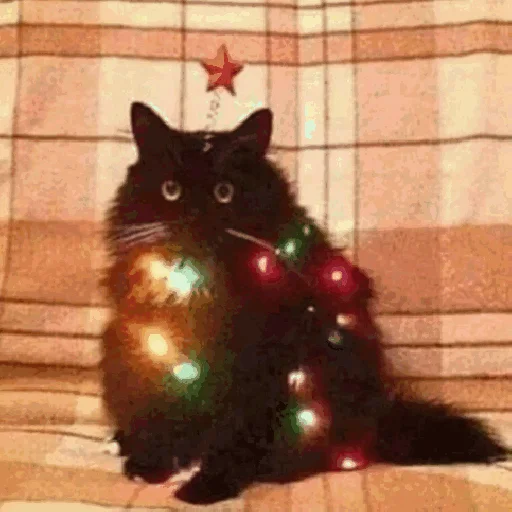 🎄 Стикер «Funny Cats» для Telegram
