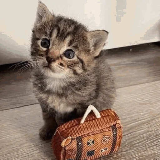 🧳 Стикер «Funny Cats» для Telegram