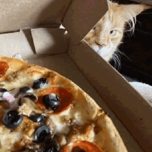 🍕 Стикер «Funny Cats» для Telegram
