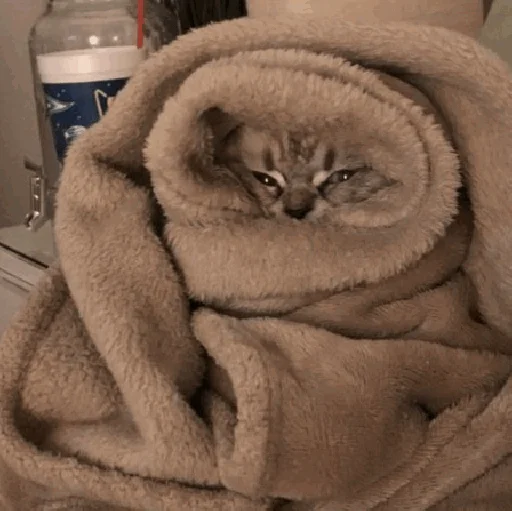 🥶 Стикер «Funny Cats» для Telegram