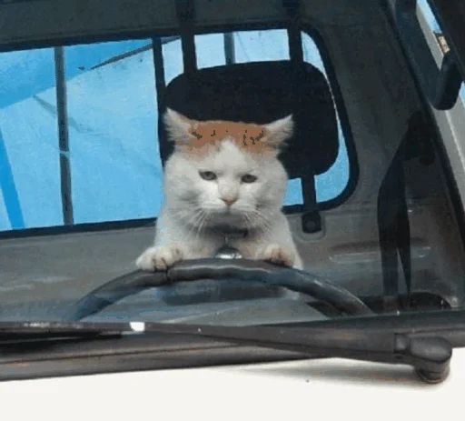 🚗 Стикер «Funny Cats» для Telegram