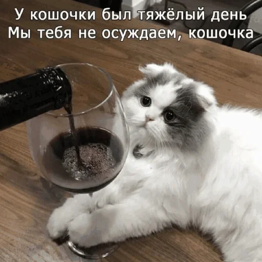 🍷 Стикер «Funny Cats» для Telegram