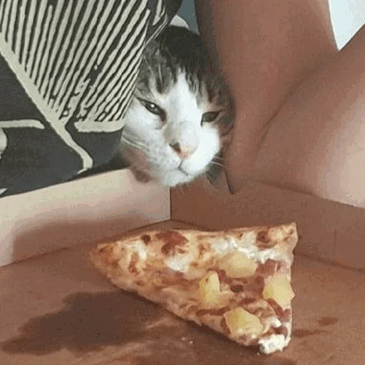 🍕 Стикер «Funny Cats» для Telegram