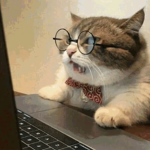 🤓 Стикер «Funny Cats» для Telegram
