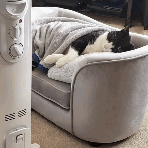 😴 Стикер «Funny Cats» для Telegram