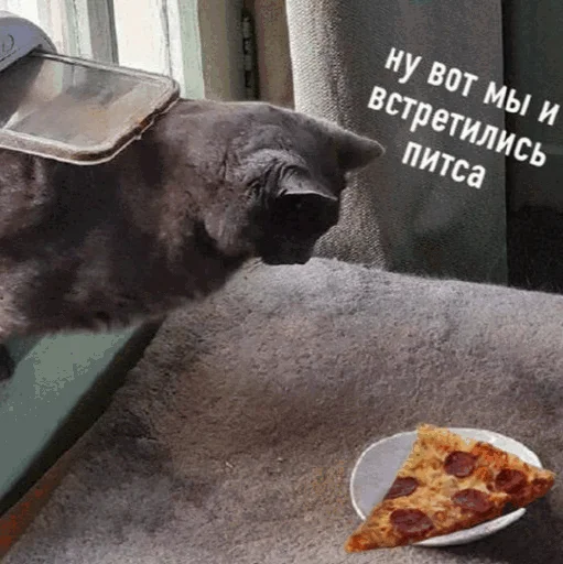 🍕 Стикер «Funny Cats» для Telegram