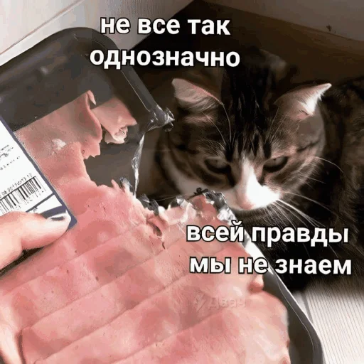 😶 Стикер «Funny Cats» для Telegram