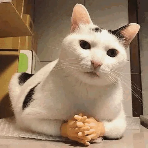 🤨 Стикер «Funny Cats» для Telegram