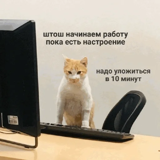 💻 Стикер «Funny Cats» для Telegram