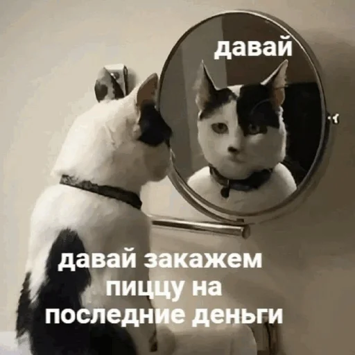 🍕 Стикер «Funny Cats» для Telegram