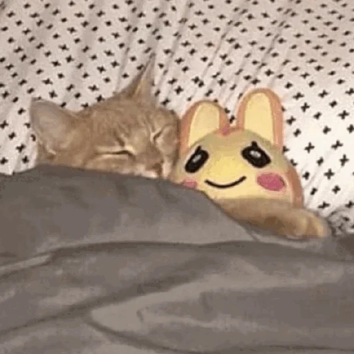😴 Стикер «Funny Cats» для Telegram