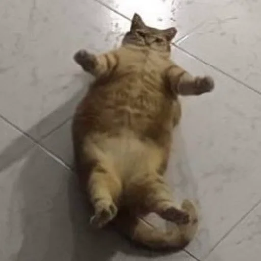 😰 Стикер «Funny Cats» для Telegram