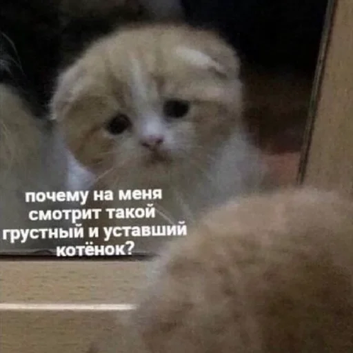😓 Стикер «Funny Cats» для Telegram