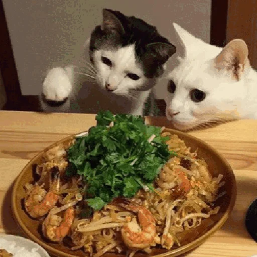 🍜 Стикер «Funny Cats» для Telegram