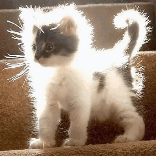 😇 Стикер «Funny Cats» для Telegram