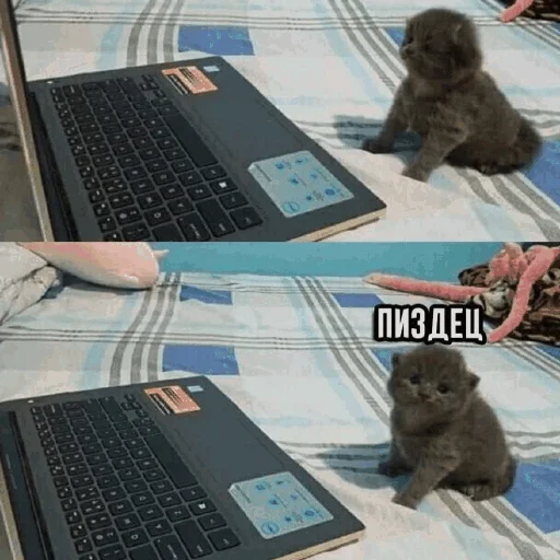 🤯 Стикер «Funny Cats» для Telegram