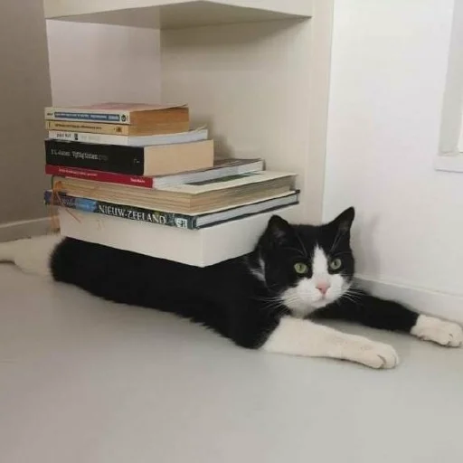 📚 Стикер «Funny Cats» для Telegram