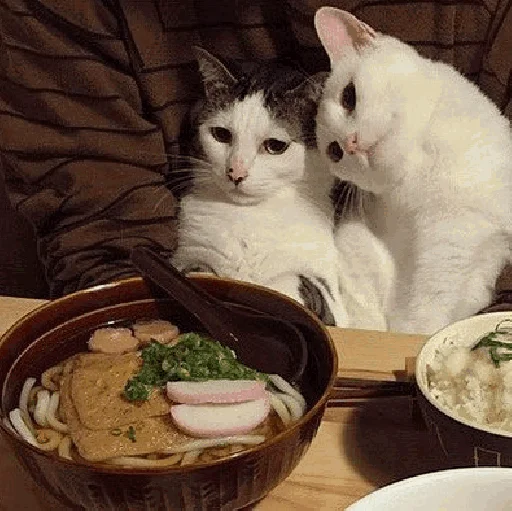 🍜 Стикер «Funny Cats» для Telegram