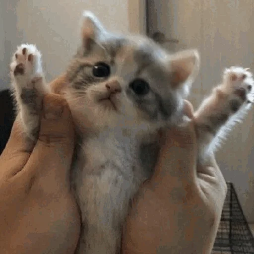 Стикерпак Funny Cats для Telegram