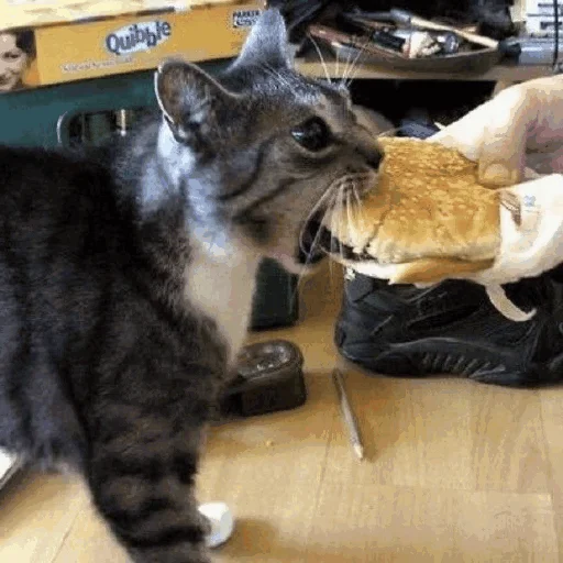 🍔 Стикер «Funny Cats» для Telegram