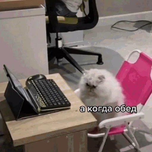 🙄 Стикер «Funny Cats» для Telegram