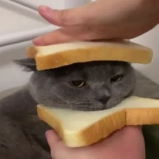 🍞 Стикер «Funny Cats» для Telegram
