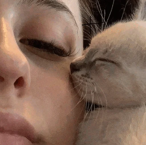 😚 Стикер «Funny Cats» для Telegram