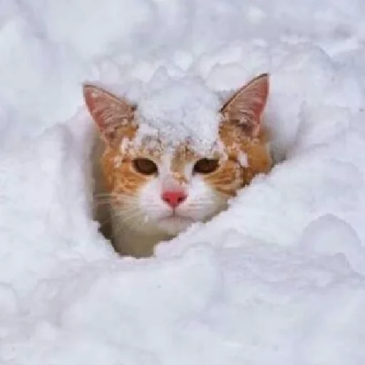 ❄ Стикер «Funny Cats» для Telegram