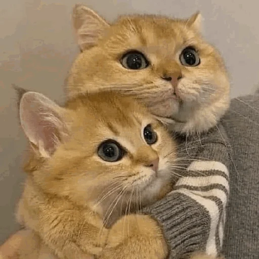 🫂 Стикер «Funny Cats» для Telegram