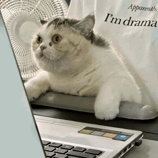😨 Стикер «Funny Cats» для Telegram