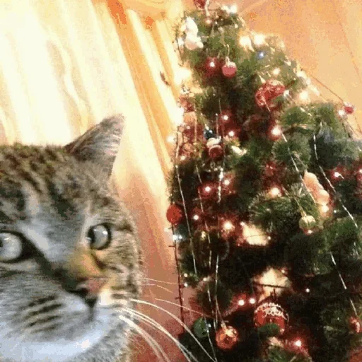 🎄 Стикер «Funny Cats» для Telegram