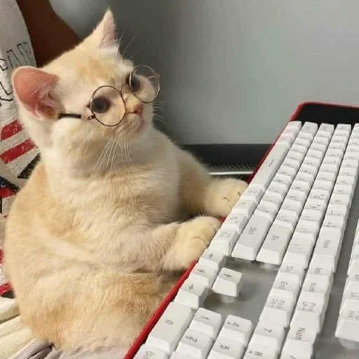 🤓 Стикер «Funny Cats» для Telegram