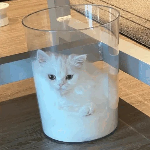 🥛 Стикер «Funny Cats» для Telegram