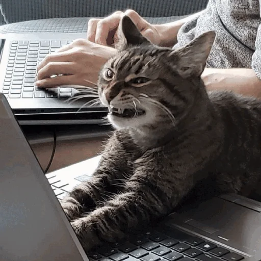 😬 Стикер «Funny Cats» для Telegram