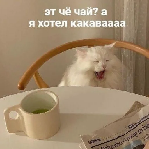 ☕ Стикер «Funny Cats» для Telegram