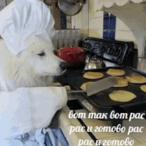 🧑‍🍳 Стикер «Funny Cats» для Telegram