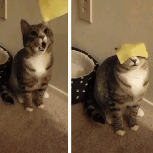 😋 Стикер «Funny Cats» для Telegram