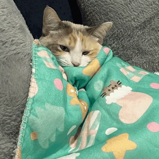 😴 Стикер «Funny Cats» для Telegram