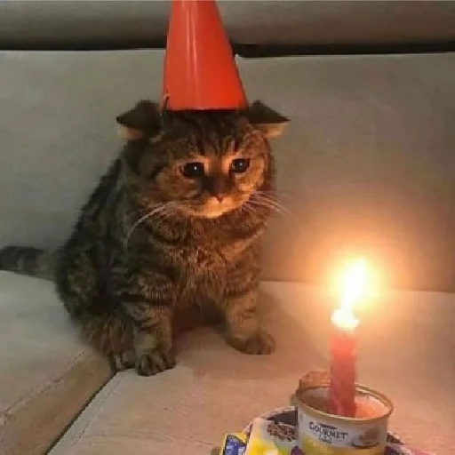 🥳 Стикер «Funny Cats» для Telegram